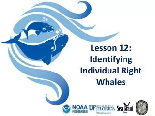 Lesson 12: Identifying Individual Right Whales