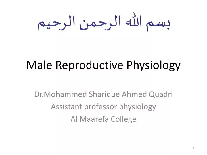 male r eproductive physiology