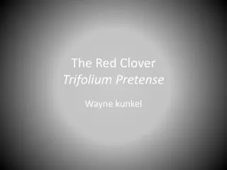The Red Clover Trifolium Pretense
