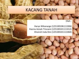 kacang tanah