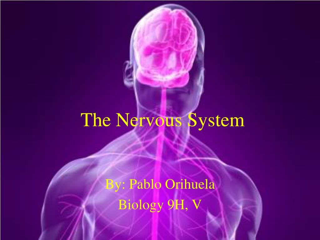 PPT - The Nervous System PowerPoint Presentation, free download - ID ...