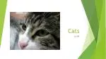 Cats - slide 1