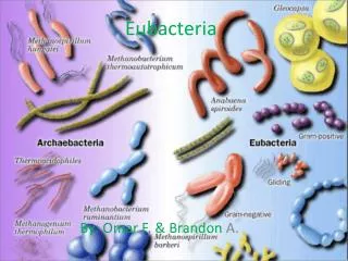 Eubacteria