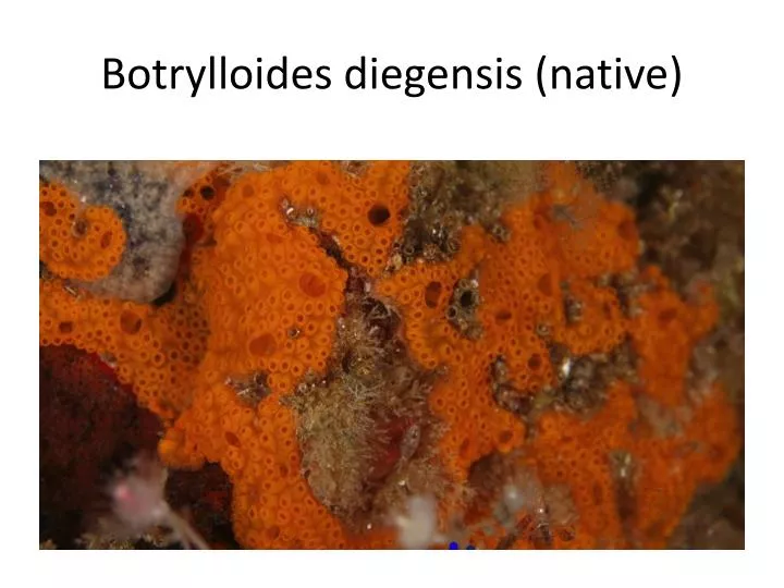 botrylloides diegensis native