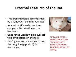 External Features of the Rat