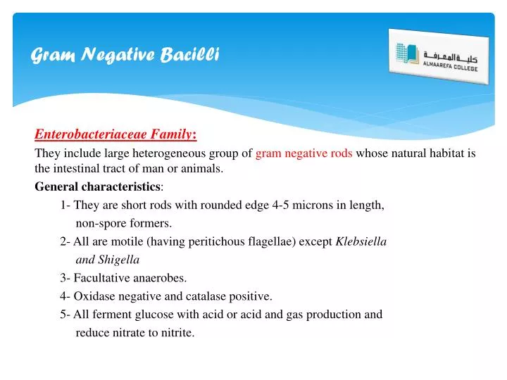 gram negative bacilli