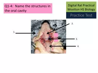 digital rat practical wootton hs biology