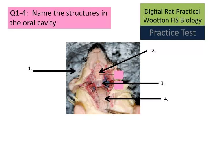 digital rat practical wootton hs biology