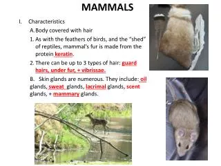 MAMMALS