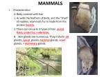 MAMMALS - slide 1