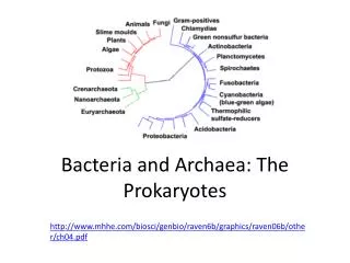 B acteria and Archaea : T he Prokaryotes