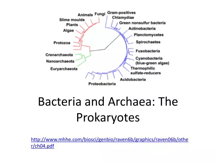 b acteria and archaea t he prokaryotes