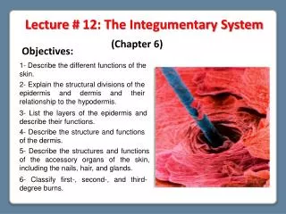 Lecture # 12: The Integumentary System