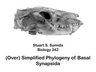 Stuart S. Sumida Biology 342 (Over) Simplified Phylogeny of Basal Synapsida