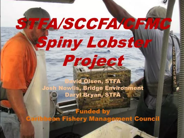 stfa sccfa cfmc spiny lobster project