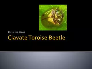 Clavate Toroise Beetle