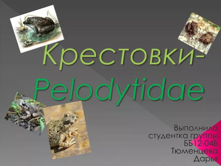 pelodytidae