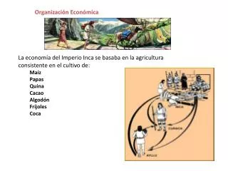 La economía del Imperio Inca se basaba en la agricultura consistente en el cultivo de: Maíz