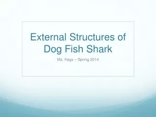 External Structures of Dog Fish Shark