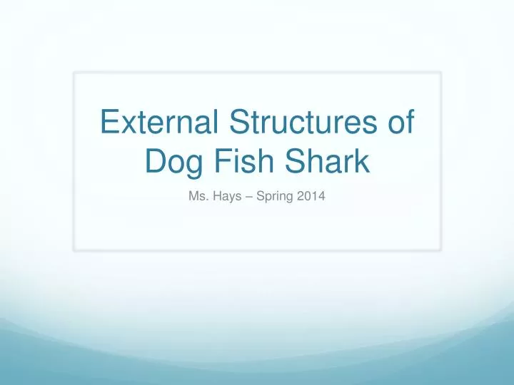 external structures of dog fish shark