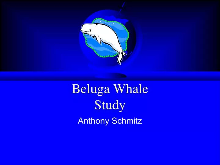belug a whale study