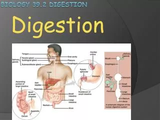 Biology 39.2 Digestion
