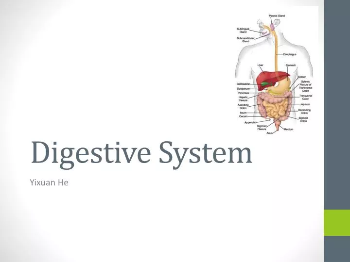 digestive system