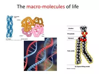 The macro-molecules of life
