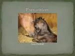Parturition - slide 1