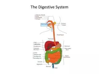 The Digestive System