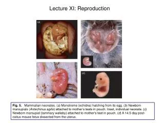 Lecture XI: Reproduction