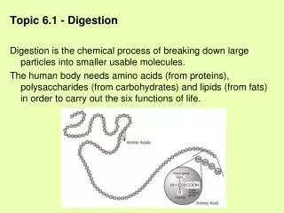 Topic 6.1 - Digestion