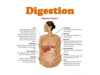 Digestion