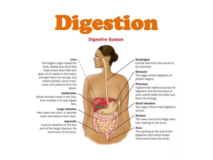 digestion