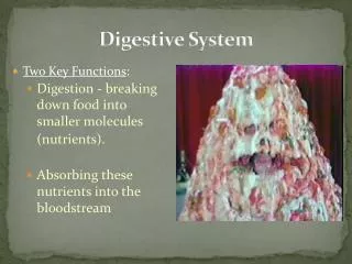 Digestive System