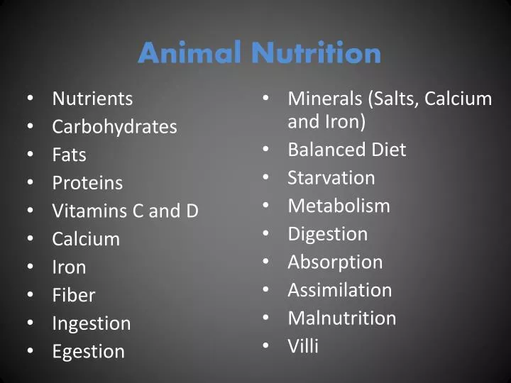 animal nutrition