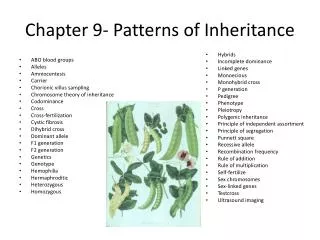 Chapter 9- Patterns of Inheritance