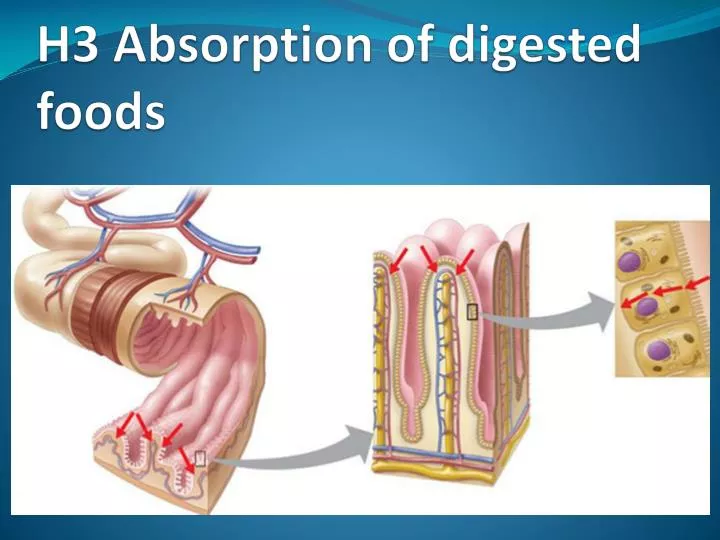 h3 absorption of digested foods