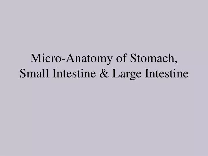 micro anatomy of stomach small intestine large intestine