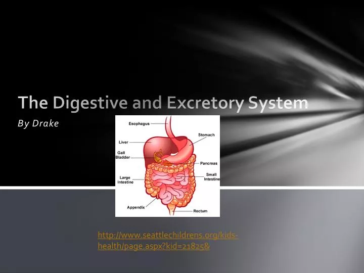 the digestive and e xcretory system