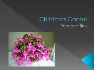 Christmas Cactus