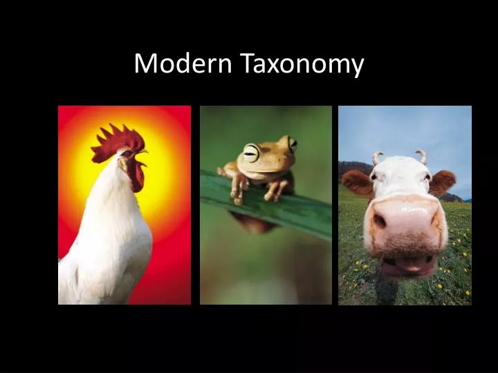 modern taxonomy