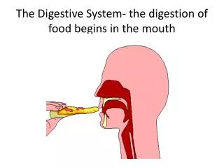 The Digestive System- the digestion of food begins in the mouth
