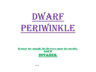 Dwarf periwinkle