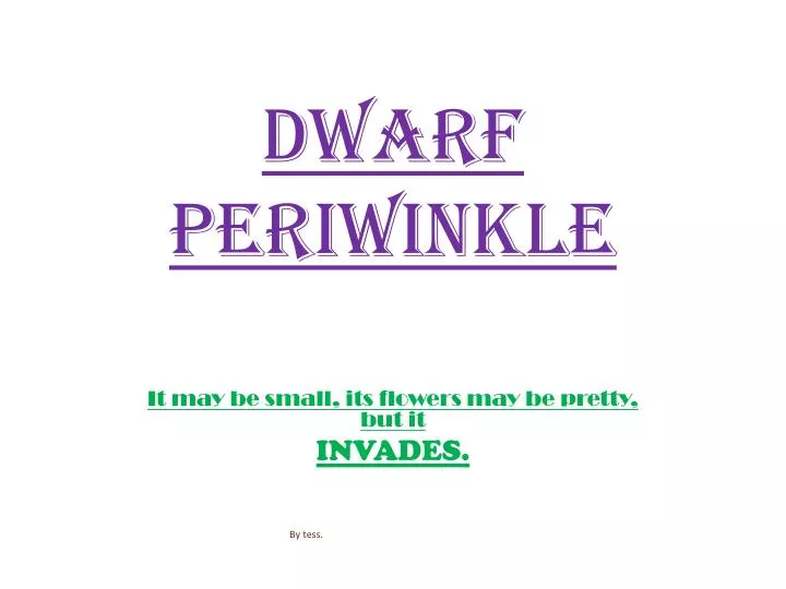 dwarf periwinkle