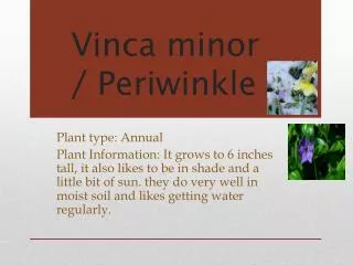 Vinca minor / Periwinkle