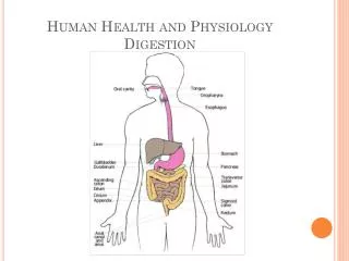 Human Health and Physiology Digestion