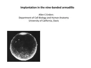 Implantation in the nine-banded armadillo