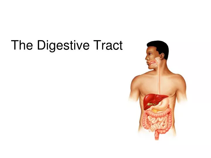 the digestive tract