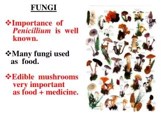 FUNGI Importance of Penicillium is well known. Many fungi used as food. E dible mushroom s